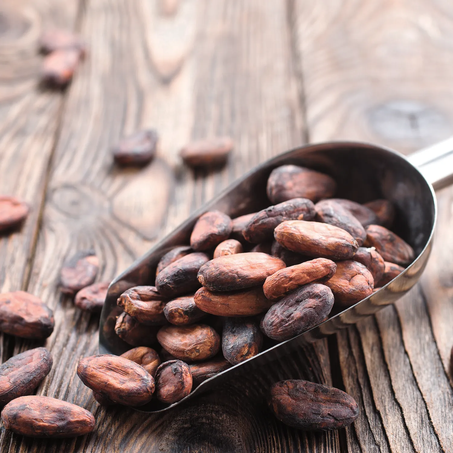 Resveratrol fève de cacao